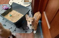 Sophia Loren, a female Pembroke Welsh Corgi for sale in Saluda, VA – Photo 7 of 9