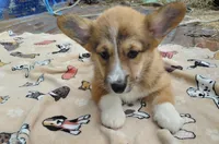 Sophia Loren, a female Pembroke Welsh Corgi for sale in Saluda, VA – Photo 5 of 9