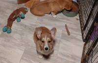 Sophia Loren, a female Pembroke Welsh Corgi for sale in Saluda, VA – Photo 9 of 9