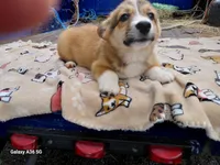 Sophia Loren, a female Pembroke Welsh Corgi for sale in Saluda, VA – Photo 2 of 9