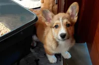 Sophia Loren, a female Pembroke Welsh Corgi for sale in Saluda, VA – Photo 1 of 9