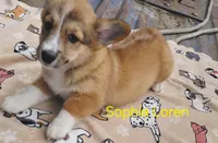 Sophia Loren, a female Pembroke Welsh Corgi for sale in Saluda, VA – Photo 3 of 9