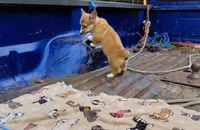 Sophia Loren, a female Pembroke Welsh Corgi for sale in Saluda, VA – Photo 4 of 9