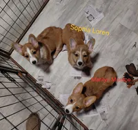 Sophia Loren, a female Pembroke Welsh Corgi for sale in Saluda, VA – Photo 6 of 9