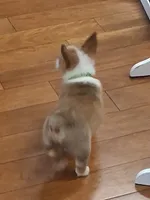 Amaretto, a female Pembroke Welsh Corgi for sale in Saluda, VA – 4 of 7