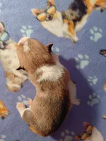 Waffles, a male Pembroke Welsh Corgi for sale in Saluda, VA – 3 of 3