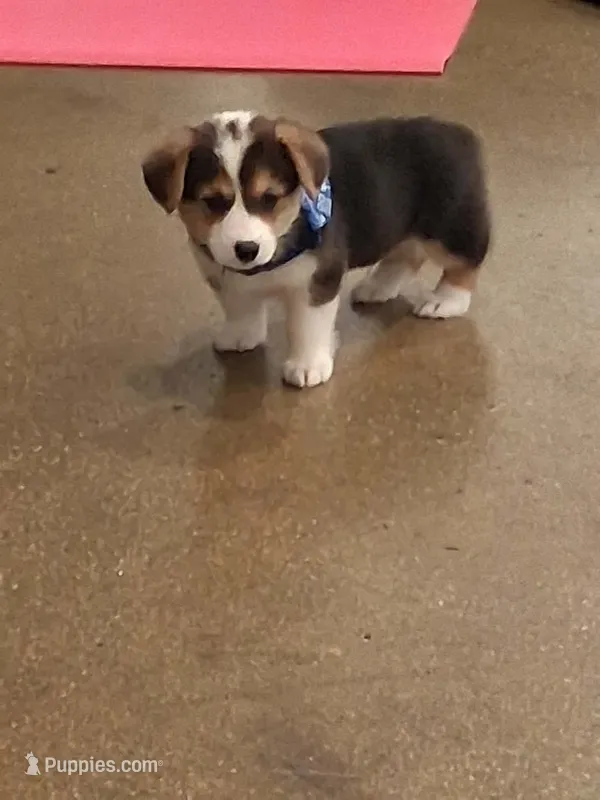 Bagel – Pembroke Welsh Corgi puppy for sale in Saluda, VA