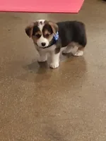 Bagel, a male Pembroke Welsh Corgi for sale in Saluda, VA – 1 of 7