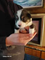 Vincent Van Gogh , a male Pembroke Welsh Corgi for sale in Saluda, VA – Photo 1 of 4