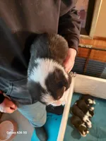 Vincent Van Gogh , a male Pembroke Welsh Corgi for sale in Saluda, VA – Photo 3 of 4