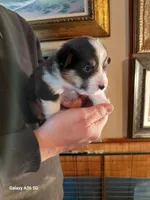 Vincent Van Gogh , a male Pembroke Welsh Corgi for sale in Saluda, VA – Photo 2 of 4