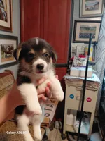 Scrambles, a male Pembroke Welsh Corgi for sale in Saluda, VA – 4 of 8