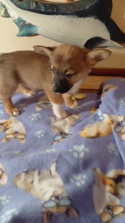 Tanqueray, a male Pembroke Welsh Corgi for sale in Saluda, VA – 8 of 8