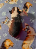 Churro, a male Pembroke Welsh Corgi for sale in Saluda, VA – 2 of 3
