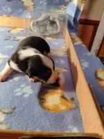 Muffin, a male Pembroke Welsh Corgi for sale in Saluda, VA – 3 of 3