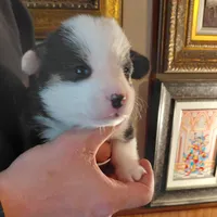 Picasso, a male Pembroke Welsh Corgi for sale in Saluda, VA – Photo 1 of 5