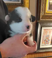 Picasso, a male Pembroke Welsh Corgi for sale in Saluda, VA – Photo 1 of 5