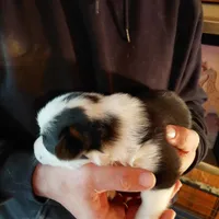 Picasso, a male Pembroke Welsh Corgi for sale in Saluda, VA – Photo 3 of 5