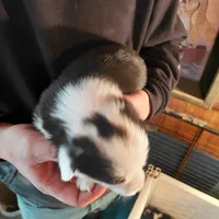 Picasso, a male Pembroke Welsh Corgi for sale in Saluda, VA – Photo 2 of 5