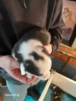 Picasso, a male Pembroke Welsh Corgi for sale in Saluda, VA – Photo 2 of 5