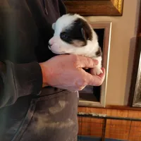 Picasso, a male Pembroke Welsh Corgi for sale in Saluda, VA – Photo 4 of 5