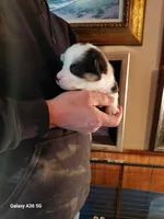 Picasso, a male Pembroke Welsh Corgi for sale in Saluda, VA – Photo 4 of 5