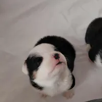 Picasso, a male Pembroke Welsh Corgi for sale in Saluda, VA – Photo 5 of 5