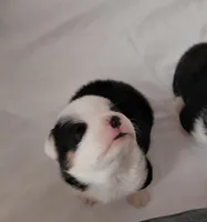 Picasso, a male Pembroke Welsh Corgi for sale in Saluda, VA – Photo 5 of 5