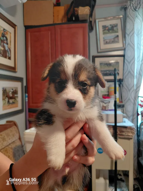 Bagel – Pembroke Welsh Corgi puppy for sale in Saluda, VA
