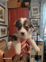 Bagel, a male Pembroke Welsh Corgi for sale in Saluda, VA – 4 of 7