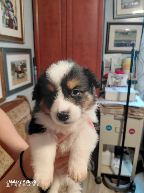Muffin – Pembroke Welsh Corgi puppy for sale in Saluda, VA