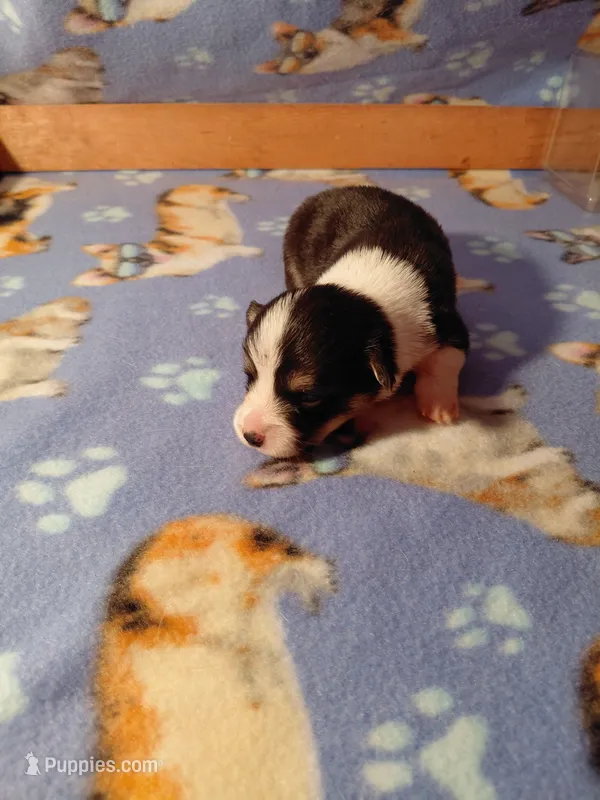Honey – Pembroke Welsh Corgi puppy for sale in Saluda, VA