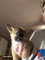 Tanqueray, a male Pembroke Welsh Corgi for sale in Saluda, VA – 7 of 8
