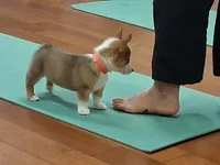 Kahlua, a female Pembroke Welsh Corgi for sale in Saluda, VA – 4 of 6
