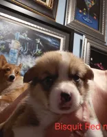 Bisquit, a male Pembroke Welsh Corgi for sale in Saluda, VA – 4 of 4