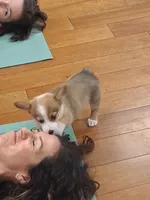 Kahlua, a female Pembroke Welsh Corgi for sale in Saluda, VA – 6 of 6