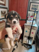 Scrambles, a male Pembroke Welsh Corgi for sale in Saluda, VA – 2 of 8
