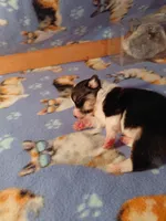 Honey, a female Pembroke Welsh Corgi for sale in Saluda, VA – 4 of 4