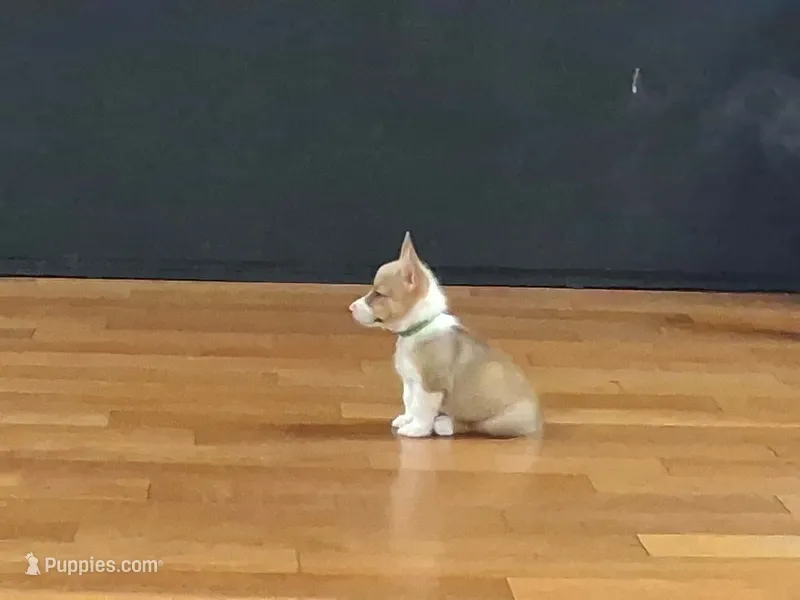 Amaretto – Pembroke Welsh Corgi puppy for sale in Saluda, VA