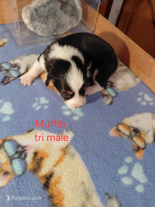 Muffin – Pembroke Welsh Corgi puppy for sale in Saluda, VA