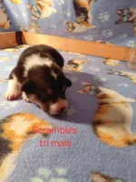 Scrambles, a male Pembroke Welsh Corgi for sale in Saluda, VA – 1 of 3