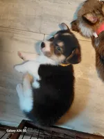 Scrambles, a male Pembroke Welsh Corgi for sale in Saluda, VA – 3 of 8