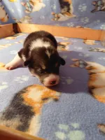 Scrambles, a male Pembroke Welsh Corgi for sale in Saluda, VA – 2 of 3