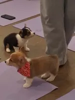 Biscuit, a male Pembroke Welsh Corgi for sale in Saluda, VA – 4 of 10