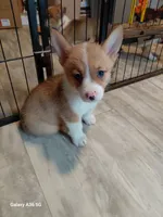 Amaretto, a female Pembroke Welsh Corgi for sale in Saluda, VA – 7 of 7