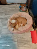 Amaretto, a female Pembroke Welsh Corgi for sale in Saluda, VA – 7 of 8