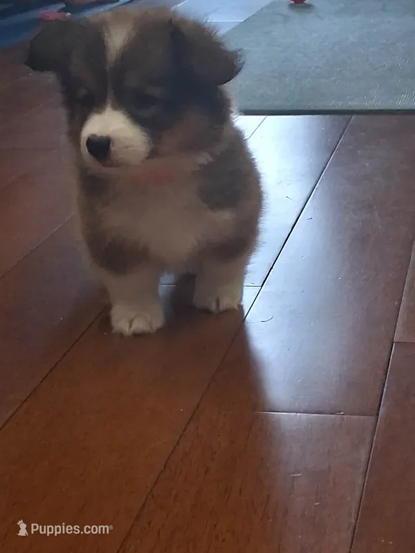 Maple – Pembroke Welsh Corgi puppy on hold in Saluda, VA
