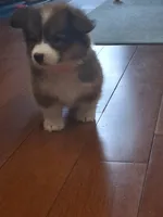 Maple, a female Pembroke Welsh Corgi for sale in Saluda, VA – 1 of 4