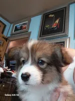 Maple, a female Pembroke Welsh Corgi for sale in Saluda, VA – 4 of 4