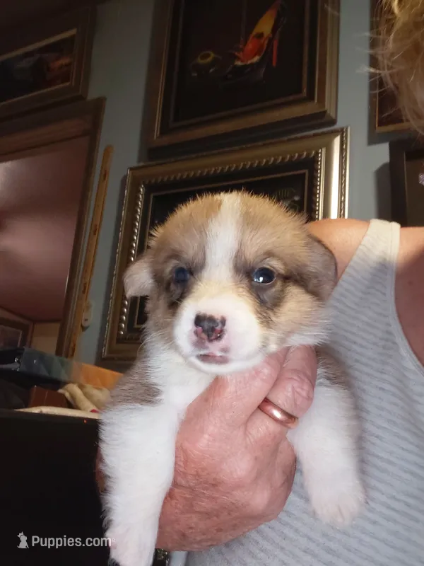 Bisquit – Pembroke Welsh Corgi puppy for sale in Saluda, VA